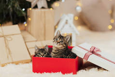 两只小猫在家里圣诞树下的红色礼品盒里。圣诞礼物.