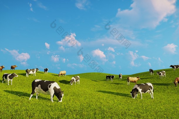 上<strong>一个</strong>绿色的牧场的奶牛牛群