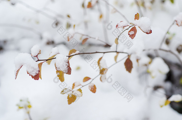 在雪下