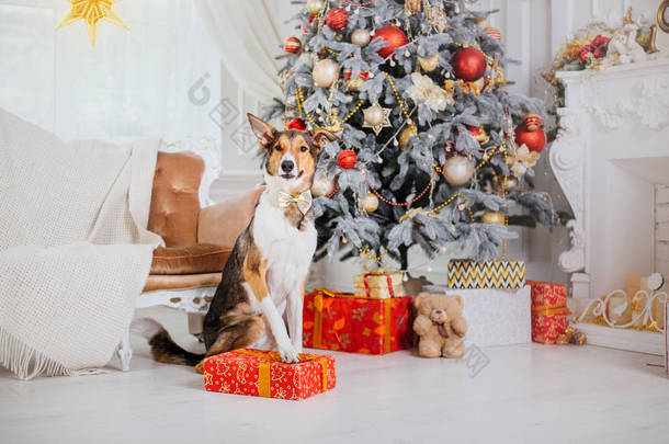 圣诞节<strong>背景</strong>上的狗。新年礼物。圣诞树。寒假