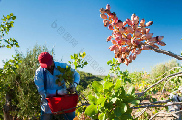 阿月浑子收获的季节