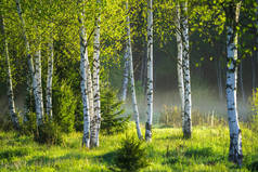 春天在白桦林里.森林里阳光灿烂的一天.绿色桦树的春景.