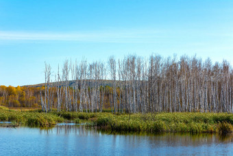 克麦罗沃地区 Salair 岭丘陵伊斯托克河的沼泽岸边图片