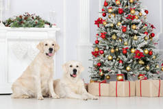 两只金毛猎犬摆设着圣诞装饰品