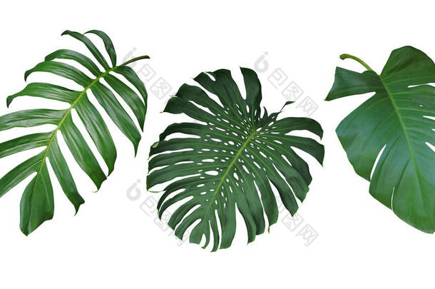 热带树叶在白色背景上被隔离，包括剪枝路径。长生不老的藤本植物菲洛登龙、孟斯<strong>特</strong>拉和<strong>波</strong>索斯的绿叶.
