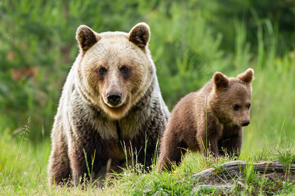 棕熊妈妈和她的小<strong>宝宝</strong>在他们的自然栖息地游荡