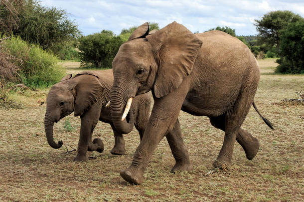 在博茨瓦纳Tuli区Mashatu野生动物保护区散步的大象群