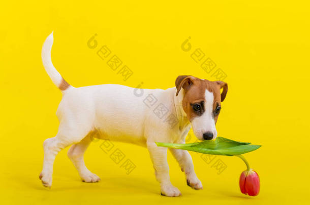 小狗杰克罗素特里埃玩红色郁金香芽。纯正纯种的小狗欢快地吃着黄色背景上的春花.