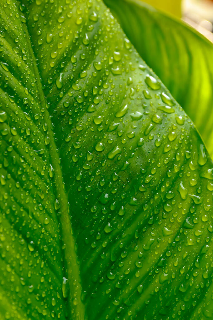 雨后的绿叶上的水滴