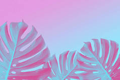 龟背竹叶粉红色和蓝色双色调背景, 霓虹灯风格