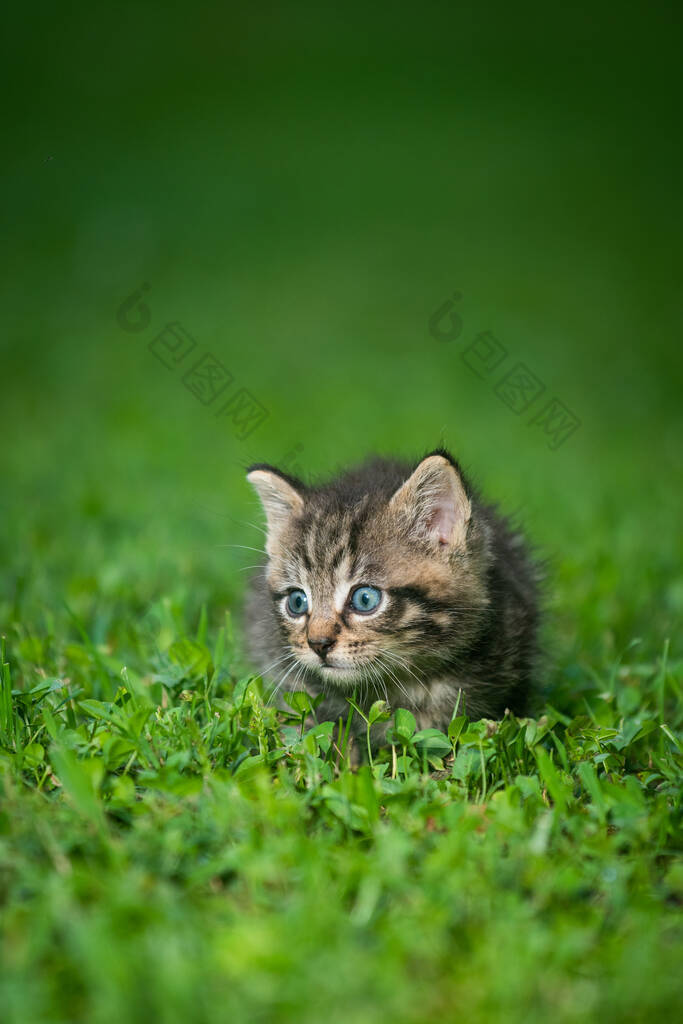 夏天的一天，在草地上给可爱的胖胖的小猫喂奶