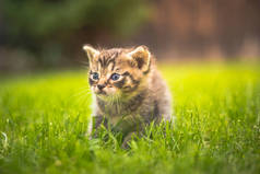 可爱的小猫在花园里的草地上