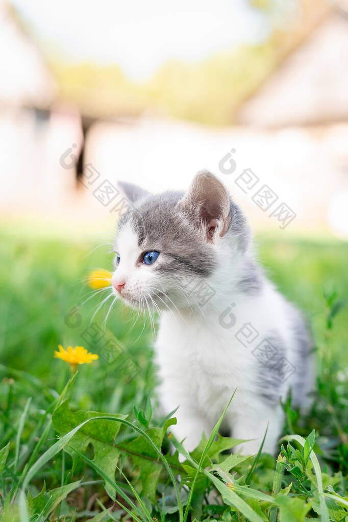 夏天的一天，一只可爱的毛茸茸的灰色小猫躺在绿草里。大自然中的小猫的肖像.