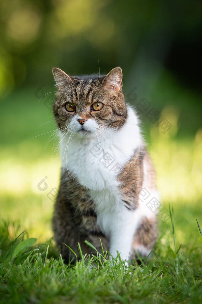 茶色的英国白短毛猫，绿色的