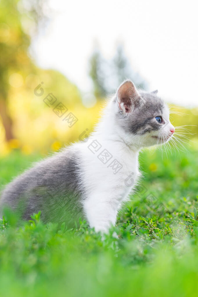 夏天的一天，一只可爱的毛茸茸的灰色小猫躺在绿草里。大自然中的小猫的肖像.