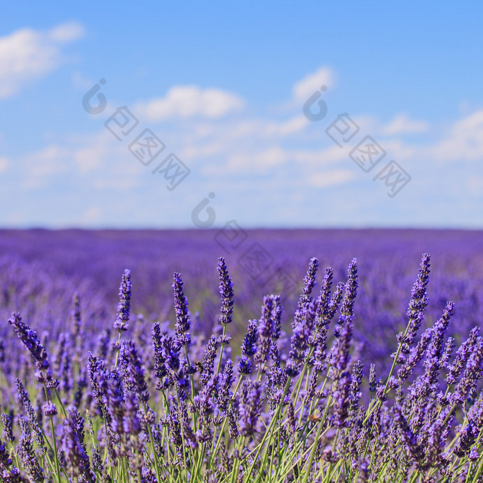 薰衣草鲜花盛开字段地平线。valensole 普罗旺斯，森林资源评估