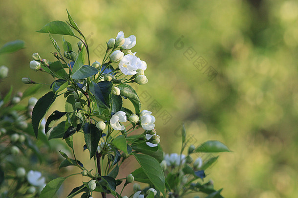 樱花树