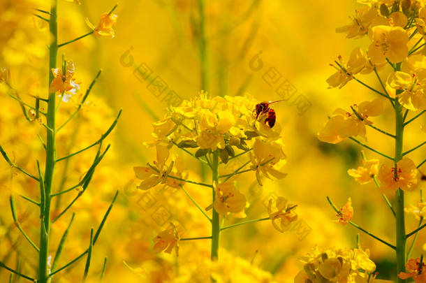 油菜花和蜜蜂