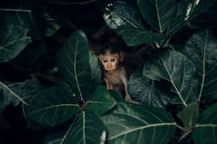 可爱的小猴子坐在树枝之间的树叶