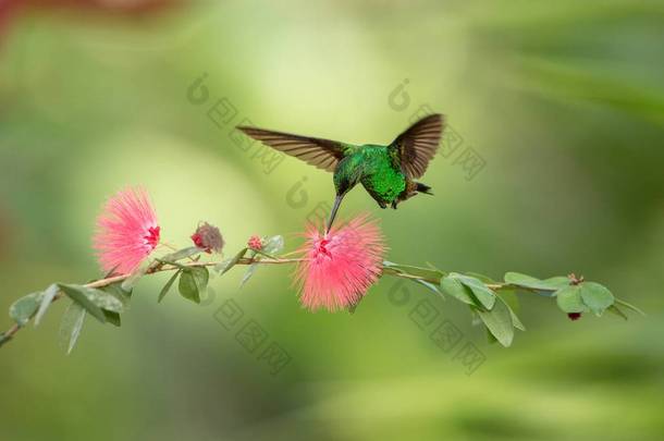 铜隆隆的蜂鸟徘徊在粉红色的含羞草花旁边, 飞行中的鸟, 加勒比豆热带<strong>森林</strong>, 特立尼达和多巴哥, 自然栖息地, 蜂鸟吸吮花蜜, 五颜六色的背景