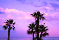 棕榈树对紫色的日落天空。热带夜景。美丽的自然.