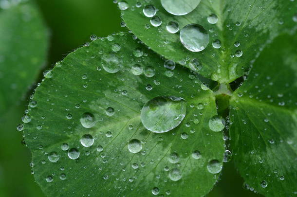 美丽的雨滴在三叶草的绿叶上。特写图像。弹簧背景。<strong>夏季</strong>背景.