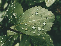 美丽的夏季植物，绿叶上有雨滴