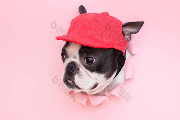 身穿红色运动帽的时髦波士顿泰瑞埃犬的头从粉色纸片上的洞口朝外看去.