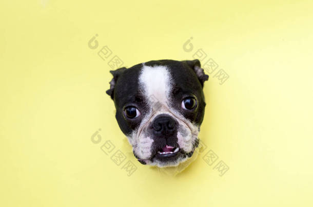 狗品种的头波士顿梗偷看通过黄纸的洞.