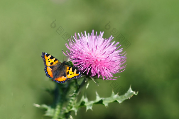 帝王蝶，danaus plexippus，<strong>饲喂</strong>牛奶蓟 f