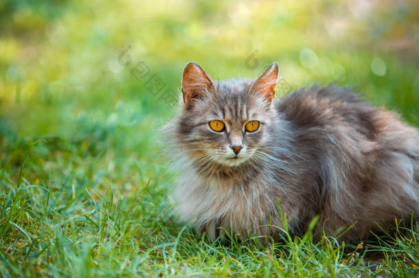 <strong>西伯利亚猫</strong>在草地上放松户外