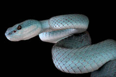 蓝白唇岛 pitviper (竹叶青 albolabris insularis) 是科莫多和周边岛屿的地方病, 印度尼西亚的一部分.