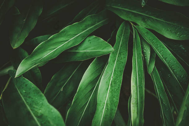 热带自然绿叶纹理抽象背景.