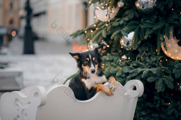 冬天，狗在一个装饰过的城市里。圣诞树旁的三色边境牧羊犬