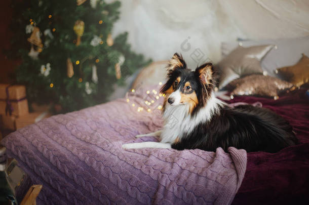 设得兰牧羊犬 (谢蒂)。狗在<strong>新年</strong>的内部。圣诞节, 节日, 花环, 格子, 圣诞树