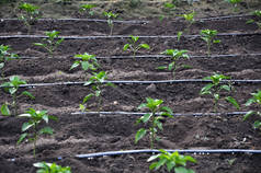 在空地上种植辣椒和茄子时的滴灌系统