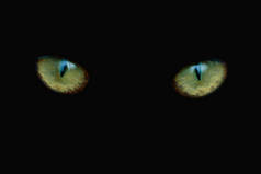 黄猫的眼睛盯着黑色背景.