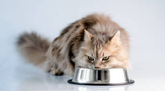 毛绒绒的猫用碗吃饭