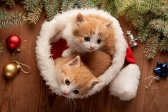 圣诞背景和毛皮树上戴着圣诞帽的小猫咪金吉儿