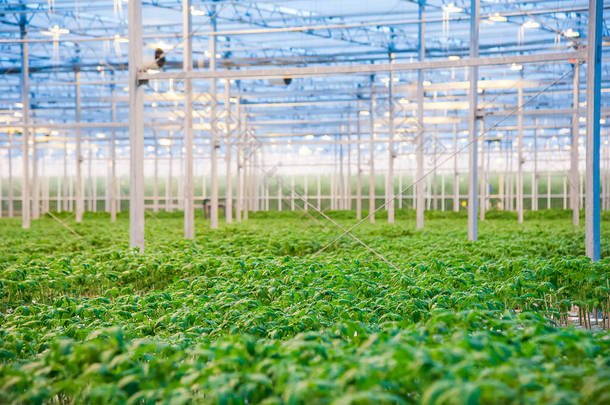 一排排西红柿在大工业温室里生长.工业农业