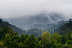 初秋时分，雾中的混合森林和丘陵