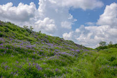 夏季乡村景观与野花