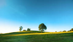 孤独的老秃树，新鲜的绿色草地，一个充满活力的农村风景与蓝蓝的天空上