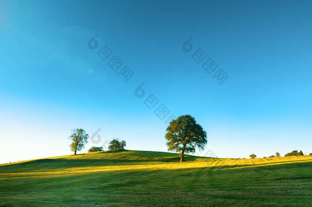 孤独的老秃树，新鲜的绿色草地，一个充满活力的农村风景与蓝蓝的天空上