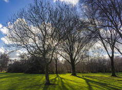 冬天结束时，低垂的阳光穿过公园的树木，在草地上投射出美丽的影子。