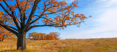 秋天的风景，落叶上覆盖着五颜六色的黄色红叶，橡木落下五颜六色的秋叶，凄凉的眼睛- -这就是魅力