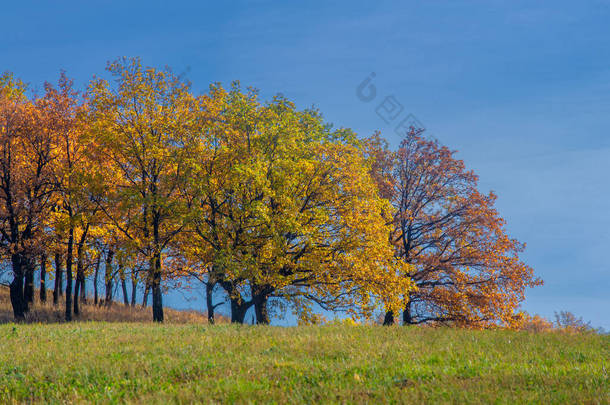 秋景<strong>摄影</strong>，最佳<strong>摄影</strong>师，秋天混交林，叶色艳丽，分为勃艮第、红色、绿色三大类，地毯图案分明