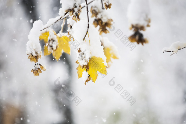 在雪中的树枝