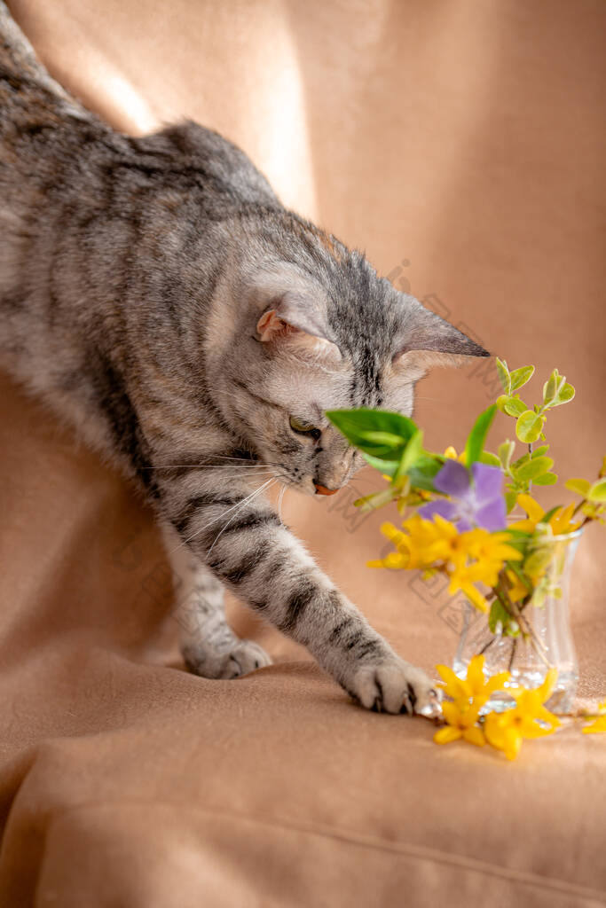 春天的花束和好奇的小猫。可爱的小猫。这只猫正试图吃一个小花瓶里的花。宠物和检疫的理念和概念。呆在家里