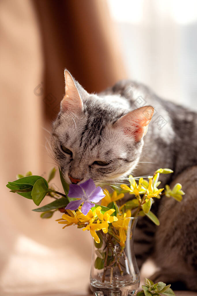 春天的花束和好奇的小猫。可爱的小猫。这只猫正试图吃一个小花瓶里的花。宠物和检疫的理念和概念。呆在家里